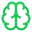 brain